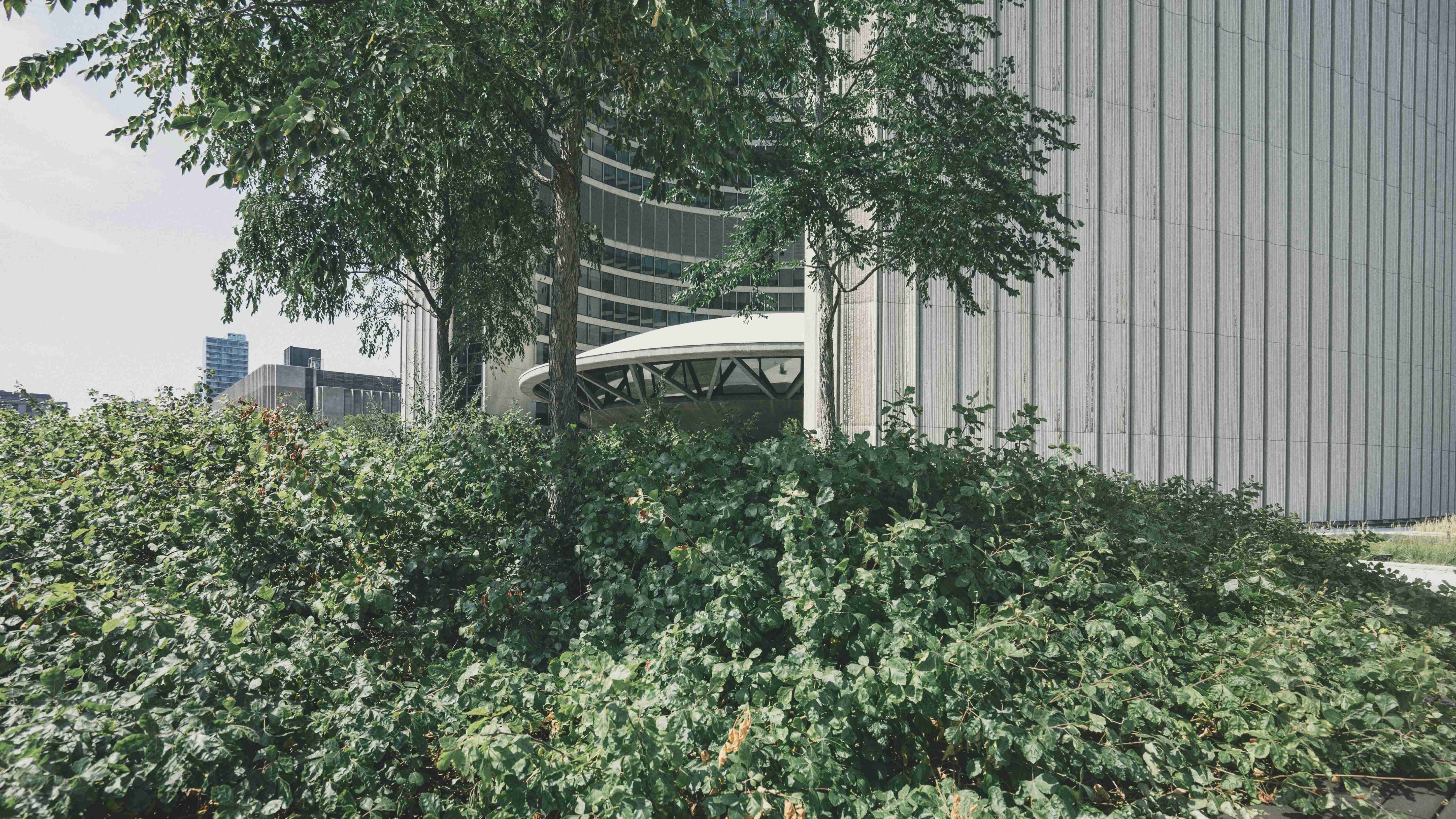 Tall trees seen from below in a forest canopy — Sustainability & Technology