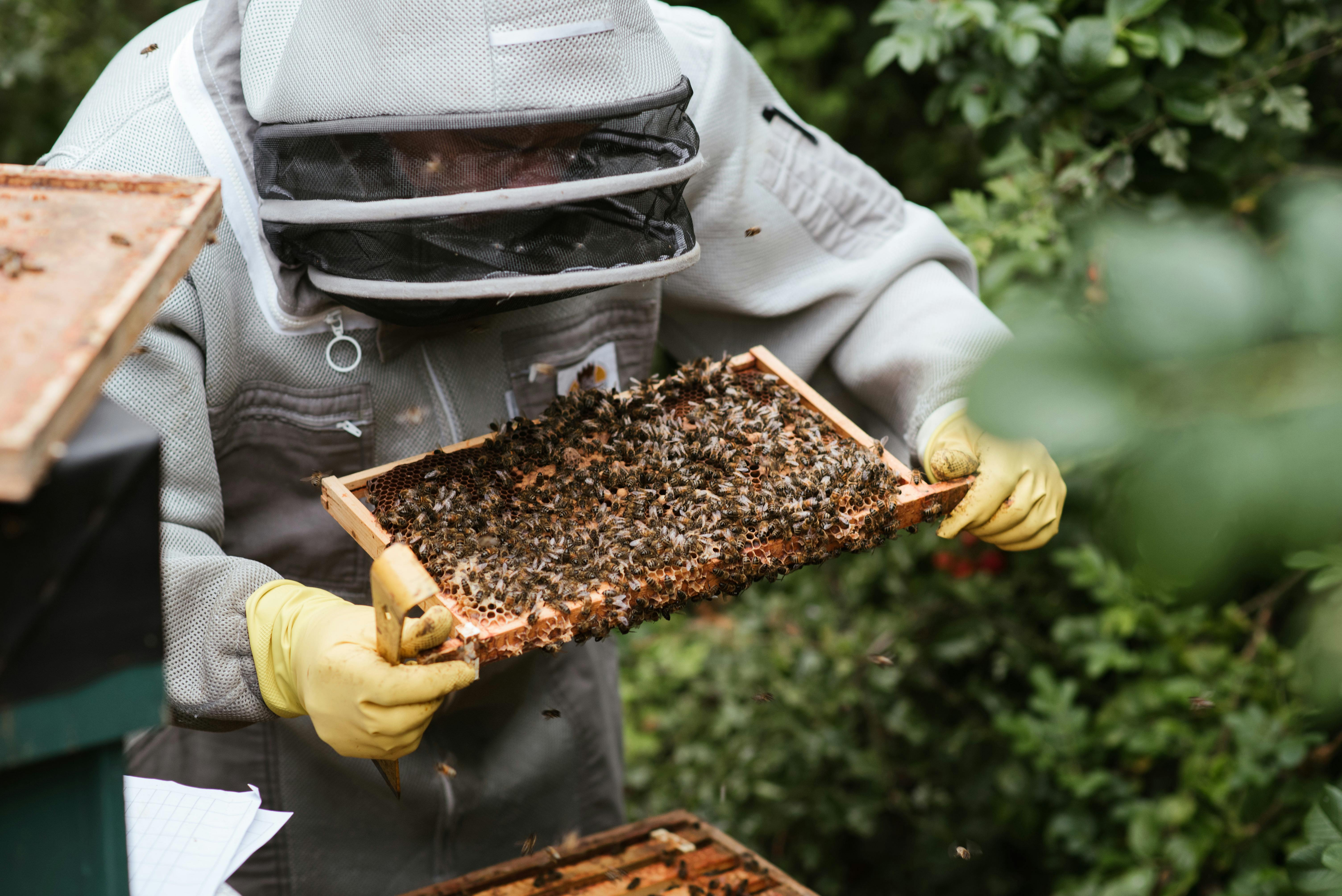 A beekeeper inspecting a honeycomb frame — AgriTech
